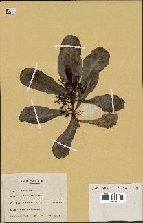 spécimen de Scaevola sericea
