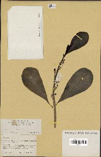 spécimen de Scaevola sericea