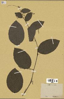 spécimen de Desmodium gangeticum