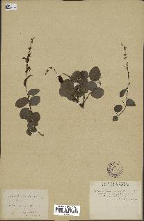 spécimen de Desmodium gangeticum