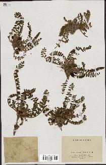 spécimen de Astragalus caprinus