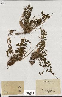 spécimen de Astragalus caprinus