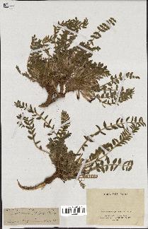 spécimen de Astragalus caprinus