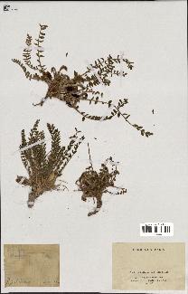 spécimen de Astragalus caprinus