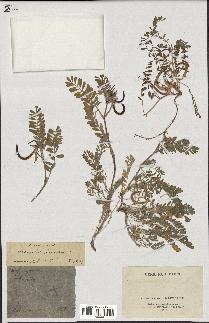 spécimen de Astragalus hamosus