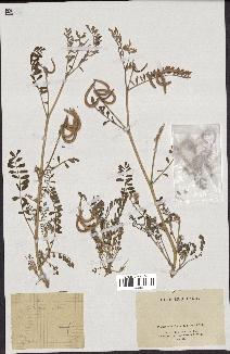 spécimen de Astragalus hamosus