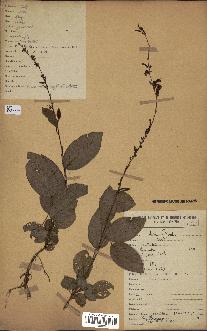 spécimen de Desmodium gangeticum