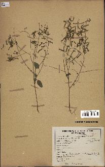 spécimen de Desmodium tortuosum