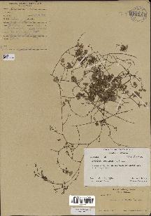 spécimen de Desmodium triflorum