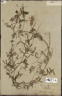 spécimen de Vicia villosa