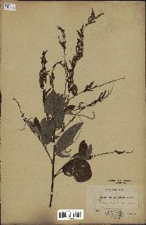 spécimen de Desmodium gangeticum