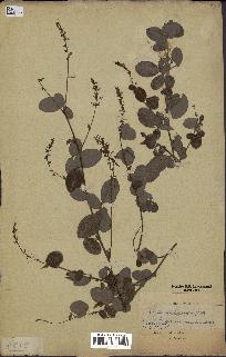 spécimen de Desmodium heterocarpon