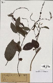 spécimen de Desmodium gangeticum