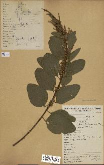 spécimen de Desmodium velutinum