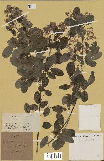 spécimen de Desmodium sp.