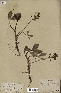 spécimen de Menyanthes trifoliata