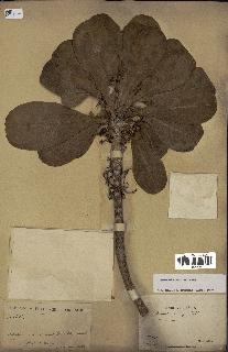 spécimen de Scaevola sericea