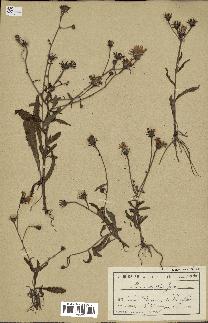 spécimen de Picris gracilis