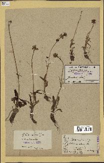 spécimen de Valeriana tuberosa