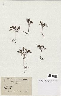 spécimen de Crassula rubens