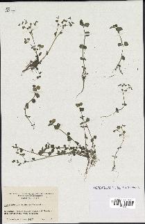 spécimen de Chrysosplenium americanum