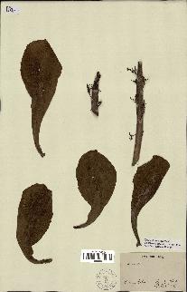 spécimen de Scaevola sericea