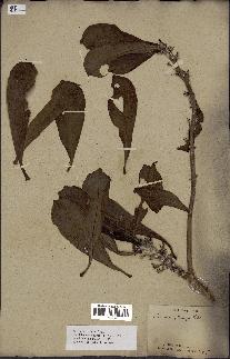 spécimen de Scaevola sericea