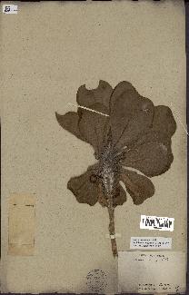 spécimen de Scaevola sericea