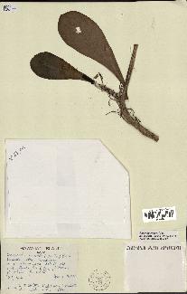 spécimen de Scaevola sericea