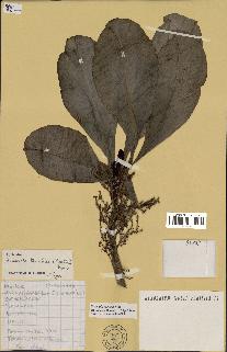 spécimen de Scaevola sericea