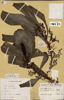 spécimen de Scaevola sericea
