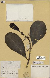 spécimen de Scaevola sericea