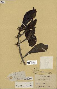 spécimen de Scaevola sericea
