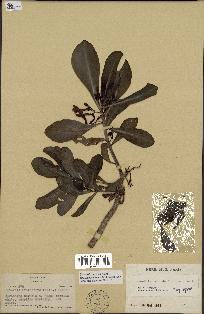 spécimen de Scaevola sericea