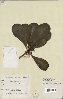 spécimen de Scaevola sericea