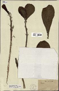 spécimen de Scaevola sericea