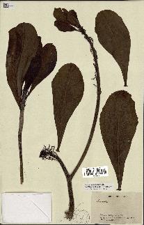spécimen de Scaevola sericea