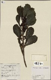 spécimen de Scaevola sericea