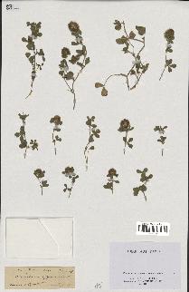 spécimen de Trifolium lappaceum