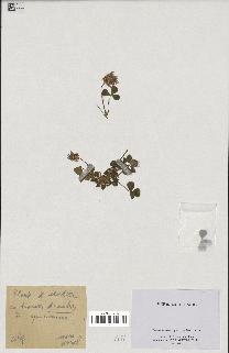 spécimen de Trifolium spumosum