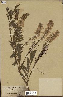 spécimen de Galega officinalis