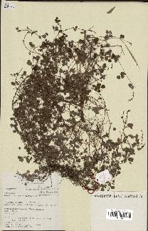 spécimen de Desmodium triflorum