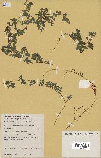 spécimen de Desmodium triflorum