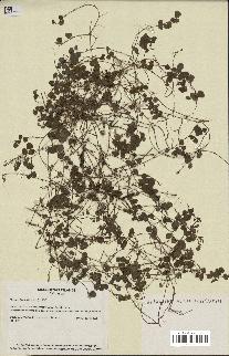 spécimen de Desmodium triflorum