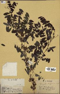spécimen de Indigofera suffruticosa