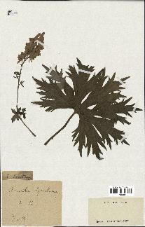 spécimen de Aconitum lycoctonum