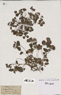 spécimen de Trifolium spumosum