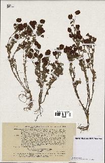 spécimen de Trifolium aureum