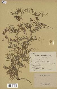 spécimen de Vicia villosa
