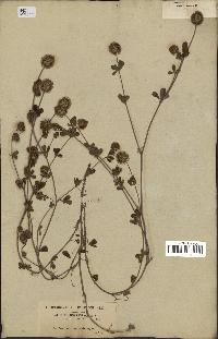 spécimen de Trifolium lappaceum